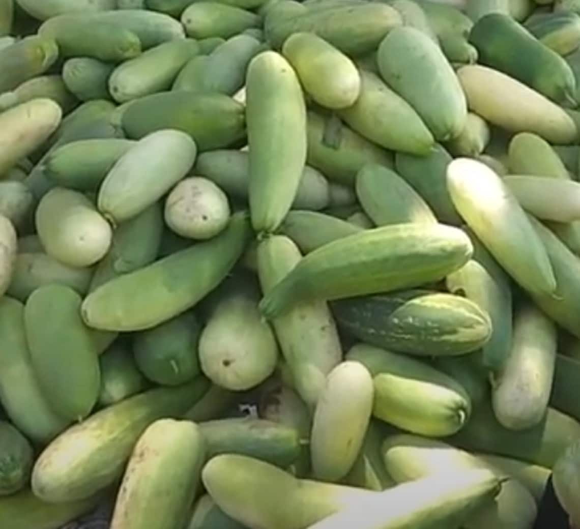 Indian Snap Melon Cucumis Melo Momordica Phut Pottu Etsy