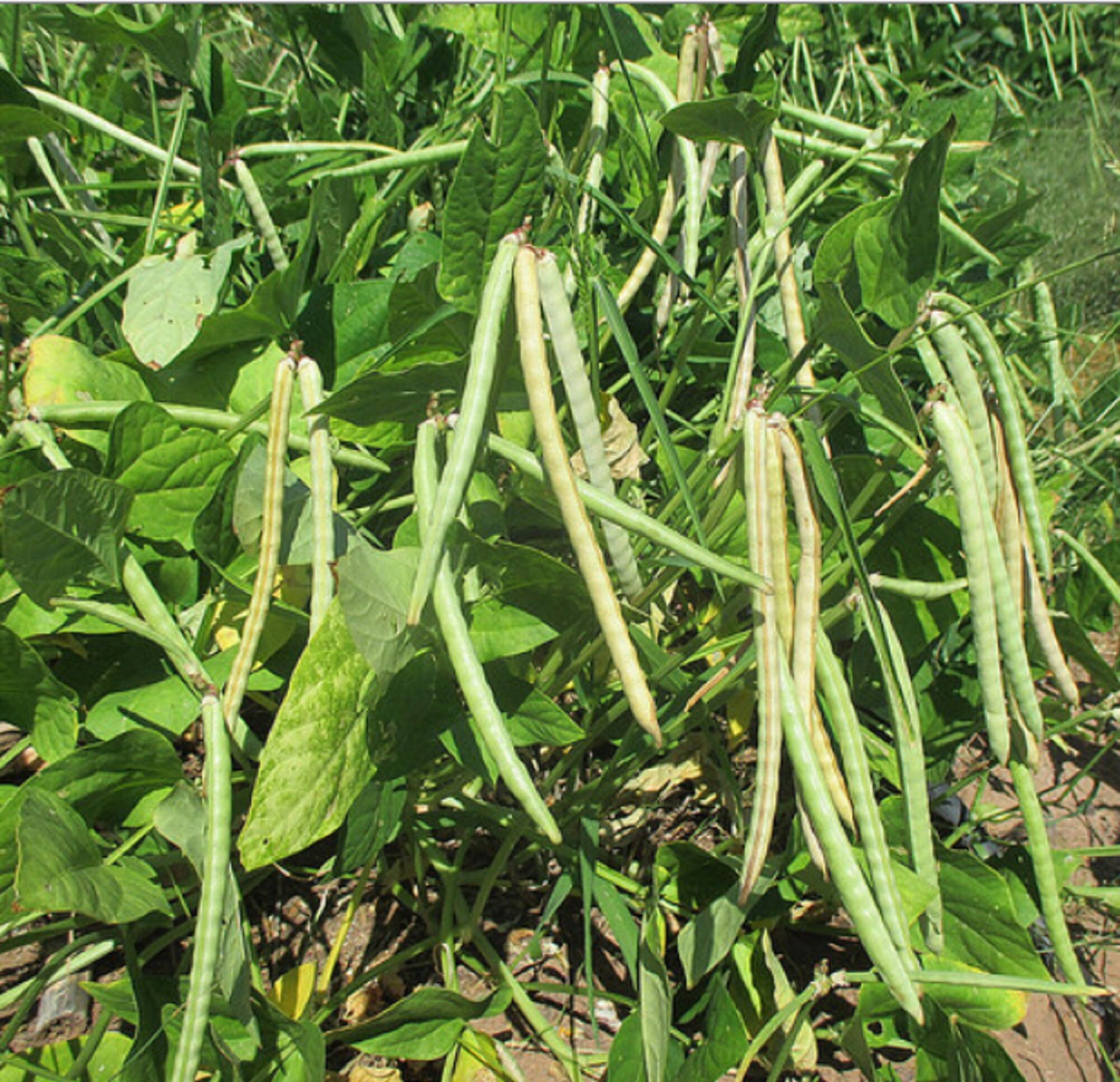 Cowpea Asparagus Bean BlackEyed Pea Catjang Clay Pea Etsy