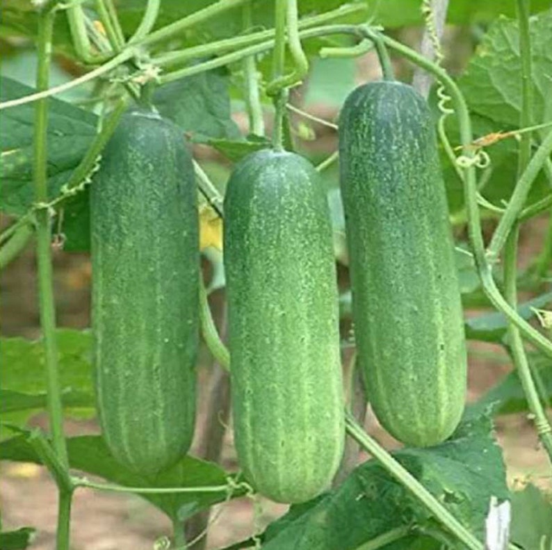 Cucumber Seeds Burpless Hybrid Cucumber 12 Seeds for Etsy