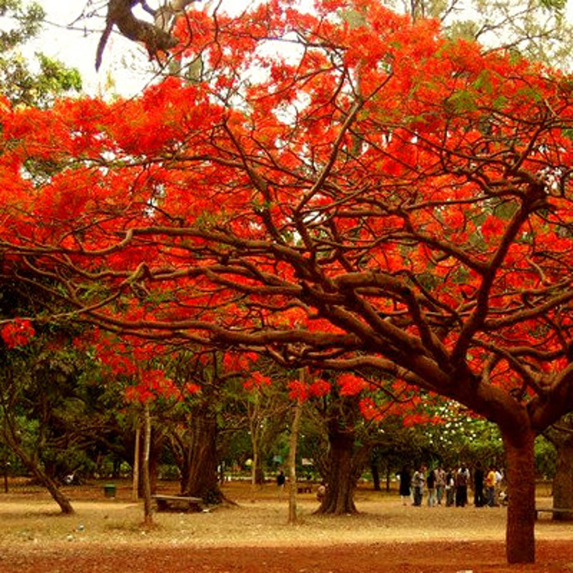 Royal Poinciana Seeds Gulmohar Delonix Regia Tree Flame Etsy