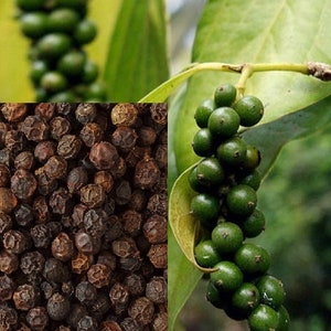 Black Pepper , Piper Nigrum ,Tellicherry Pepper , Kerala Organic Dried Spice.. image 1