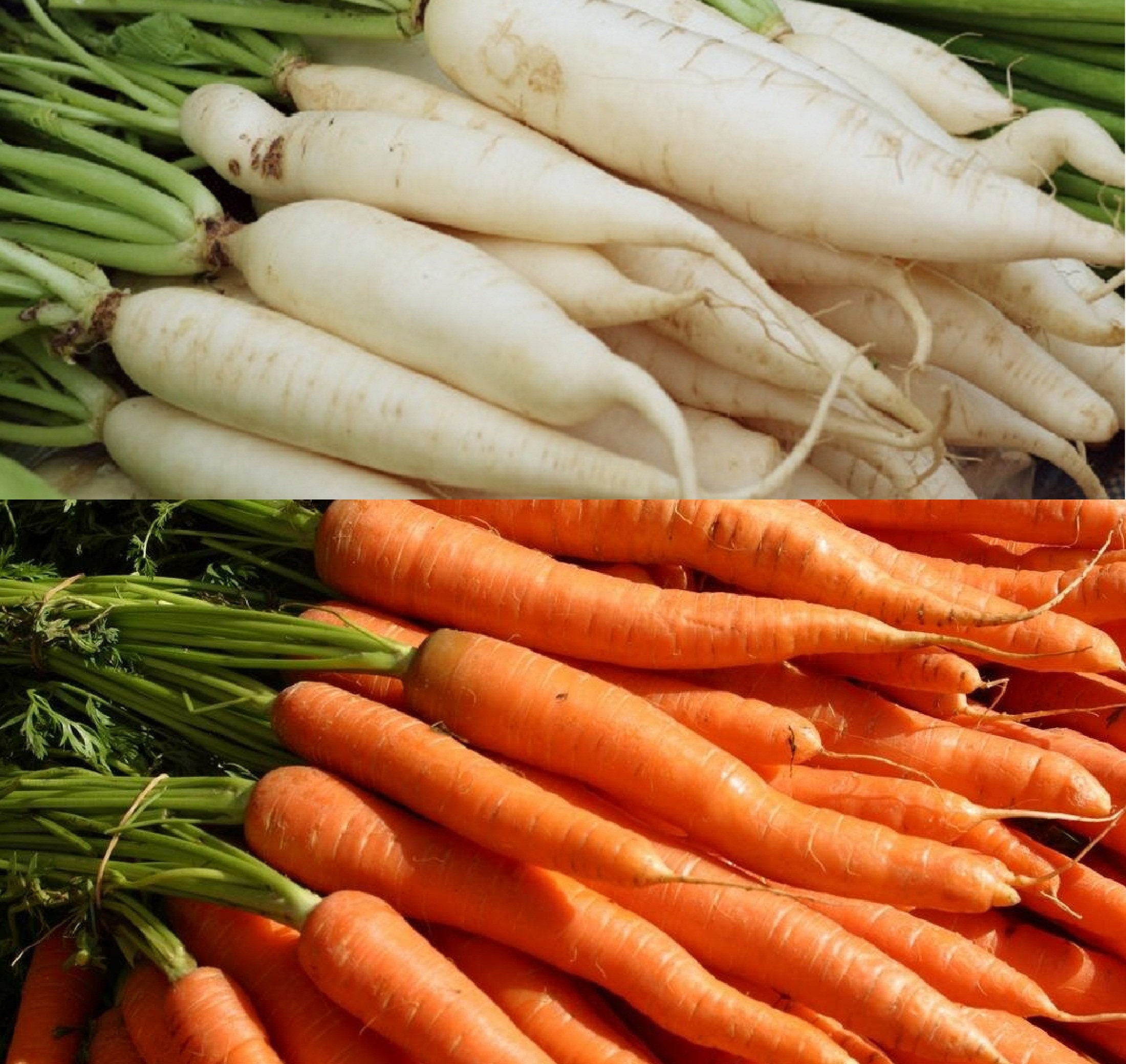 Vegetable Carrot Purple Dragon 75 Seeds Economy Pack Vegetable Carrot Purple Dragon 75 Seeds Economy Pack