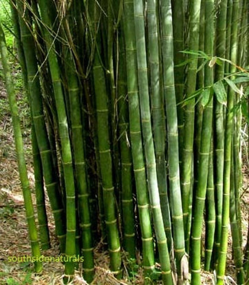Fast Growing Bamboo Tree Seeds Dendrocalamus Strictus Male Etsy