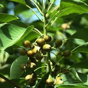 Terminalia Bellirica , Bedda Nut , Belliric Myrobalan image 1