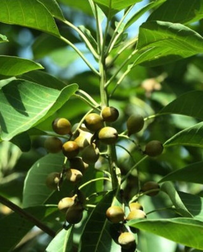 Terminalia Bellirica , Bedda Nut , Belliric Myrobalan image 1