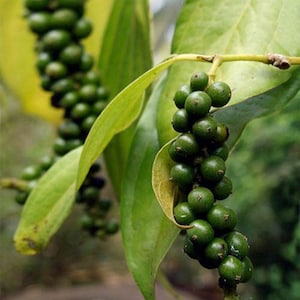 Black Pepper , Piper Nigrum ,Tellicherry Pepper , Kerala Organic Dried Spice.. image 2