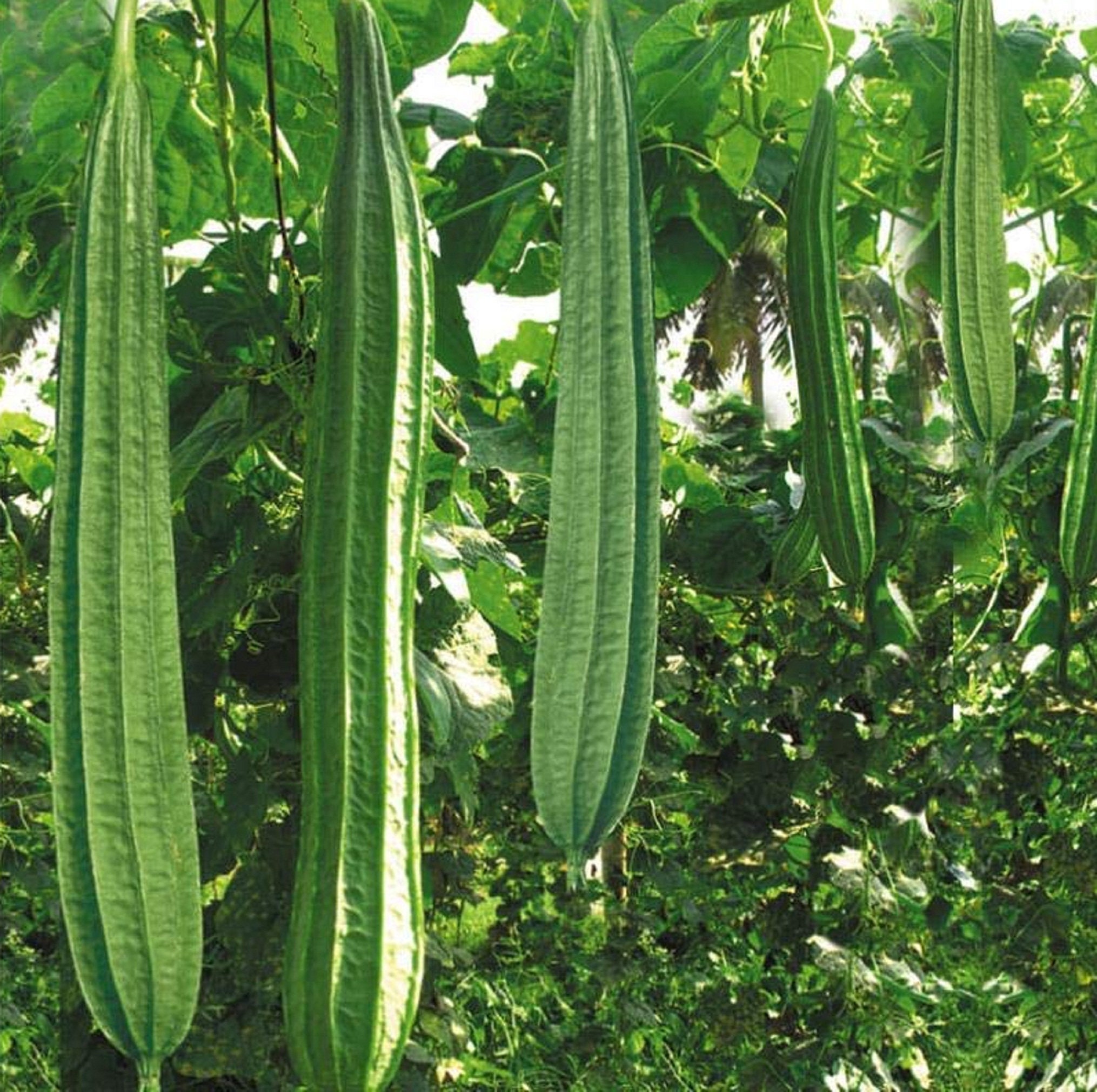 Hybrid Ridge Gourd Dark Green Ridgegourd Seeds Turai or | Etsy