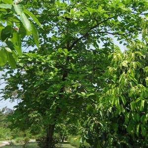 Terminalia Bellirica , Bedda Nut , Belliric Myrobalan image 3