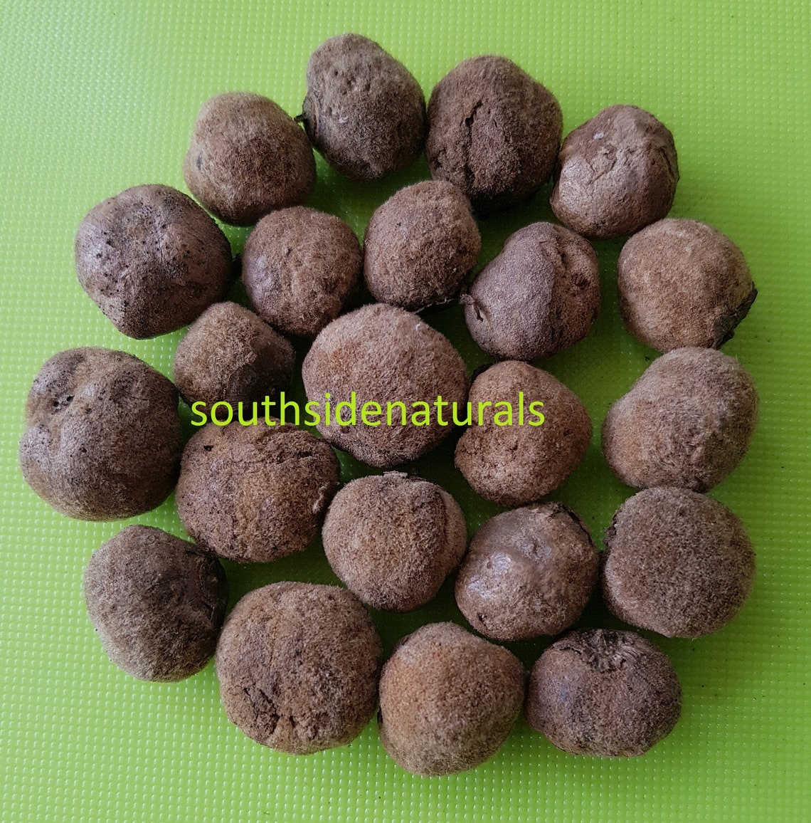 Indian Teak Wood Tree Seed Tectona Grandis Tree Burmese Etsy