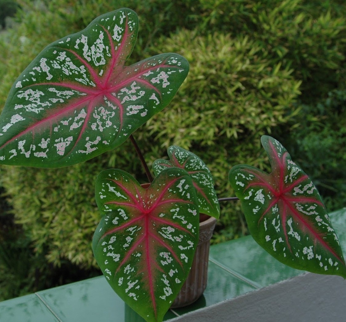 Caladium Hortulanum Bulbs Fancy Leaf Caladium Caladium Etsy Australia