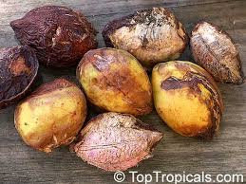 Terminalia Catappa Seed Indian Almond Nut Seed Tropical - Etsy