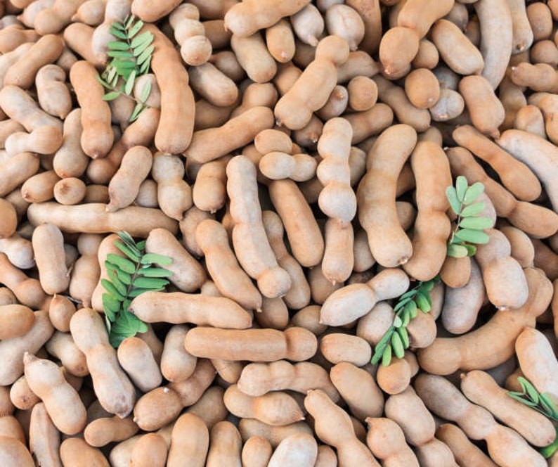 Tamarind Tree Seed Tamarindus Indica Tamarind Fruit Seeds ...