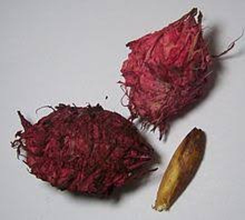 Indian Almond Nut Seed Terminalia Catappa Seed Tropical | Etsy