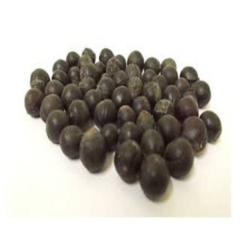 Sapindus Mukorossi Seeds Soap Nut Tree Seed Soap Berry Etsy