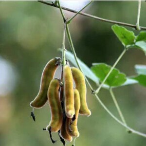 Mucuna Pruriens , Velvet Bean , Cowitch Raw Black , Florida velvet Bean , Lacuna Bean image 2