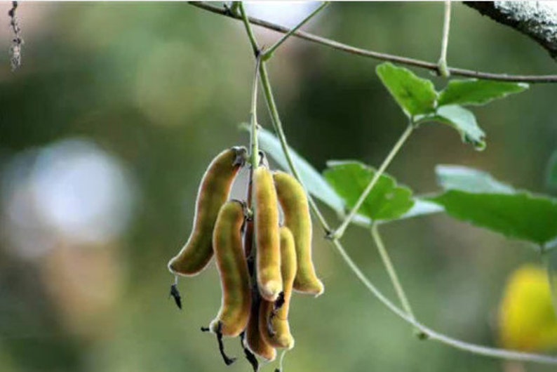 Mucuna Pruriens , Velvet Bean , Cowitch Raw Black , Florida velvet Bean , Lacuna Bean image 2