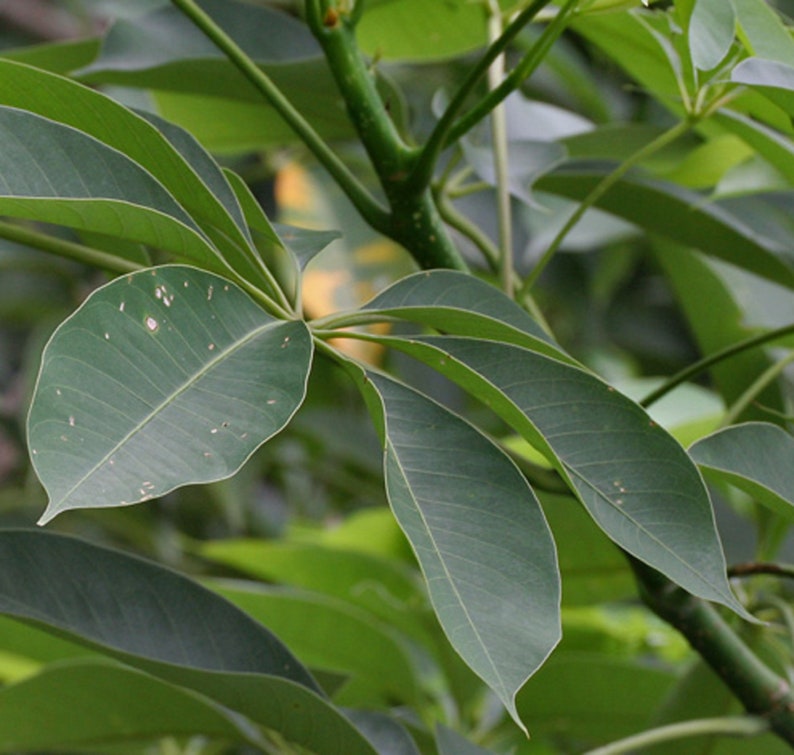 Bombax Ceiba Tree Seeds Red Silk Cotton Tree Seeds Asian Etsy