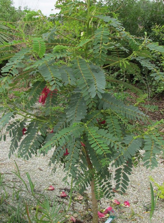 20 SEED Sesbania-grandiflora-Hummingbird-Tree-Seeds T166 20 SEED Sesbania-grandiflora-Hummingbird-Tree-Seeds T166