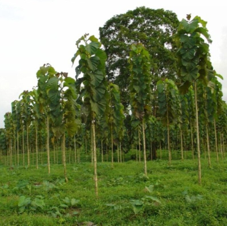 Indian Teak Wood Tree Seed Tectona Grandis Tree Burmese Etsy