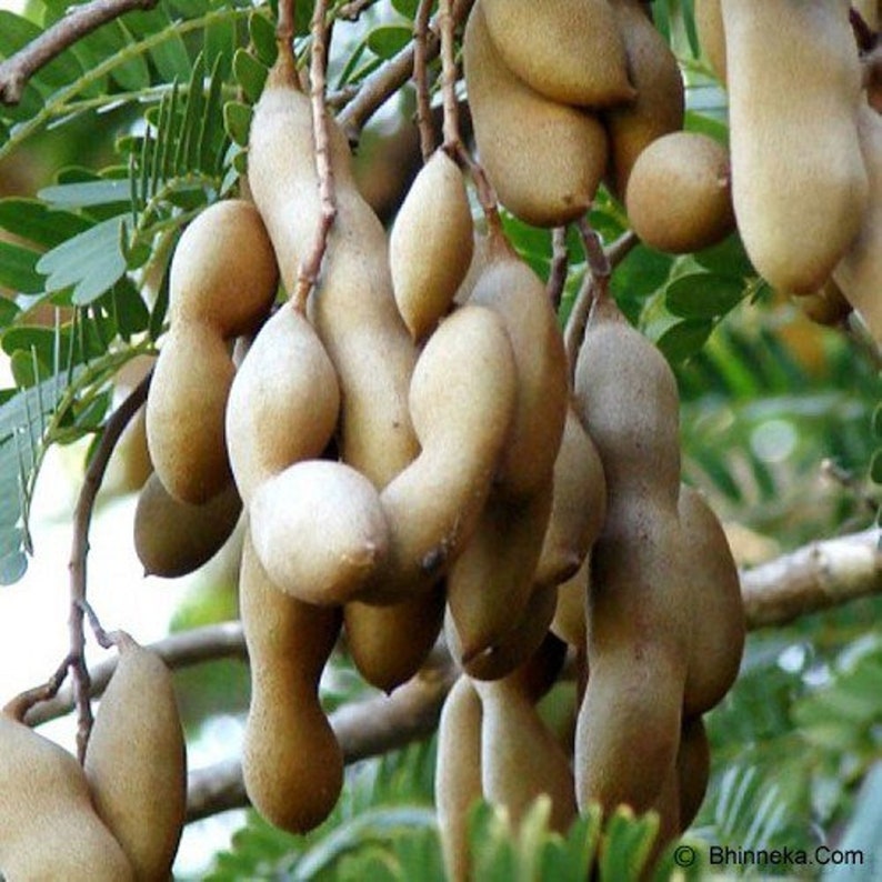 Tamarind Tree Seed Tamarindus Indica Tamarind Fruit Seeds Etsy