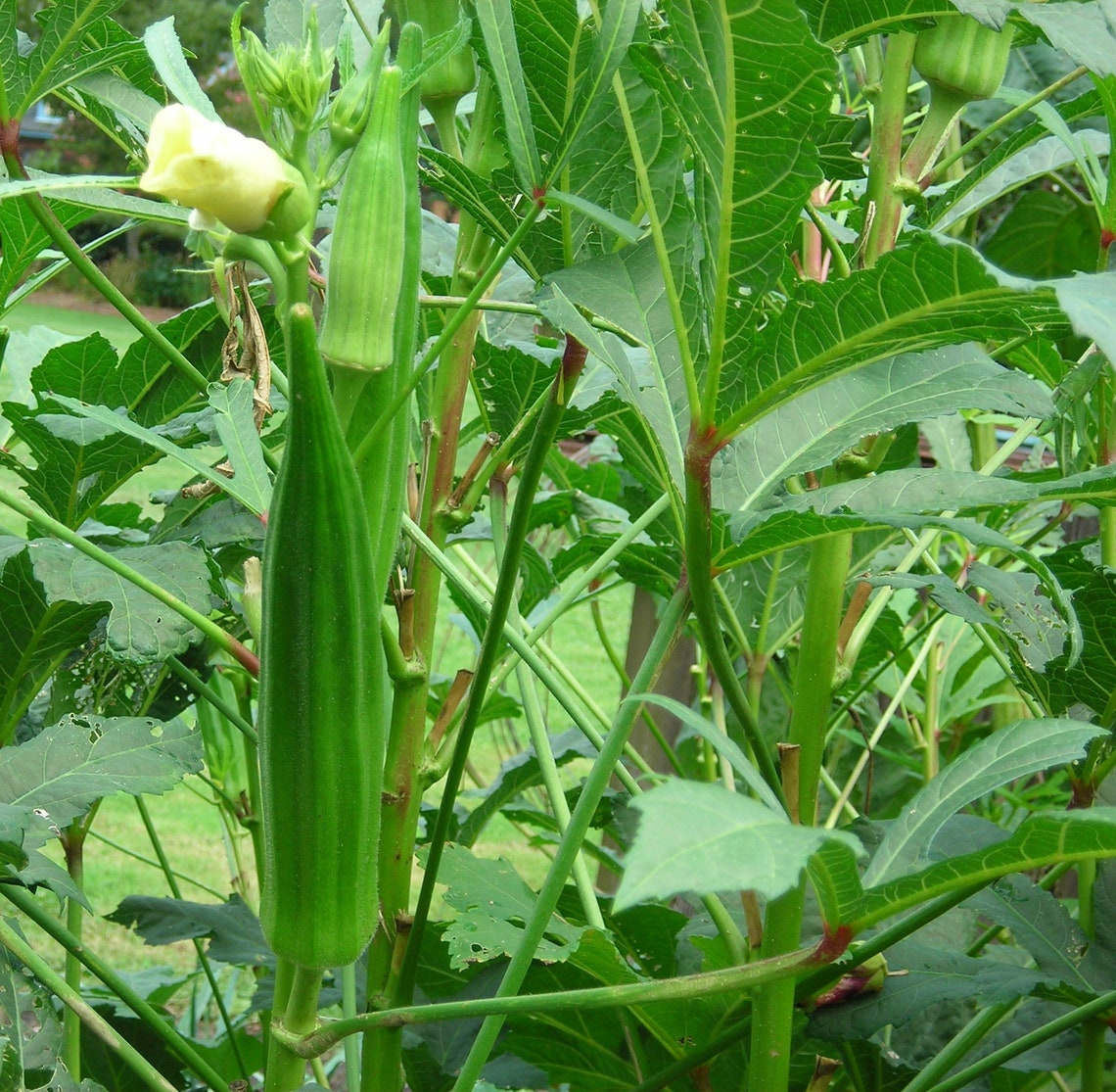 Hybrid Okra Seeds Abelmoschus Esculentus High Yield Etsy