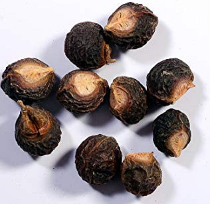 Sapindus Mukorossi Seeds Soap Nut Tree Seed Soap Berry Etsy