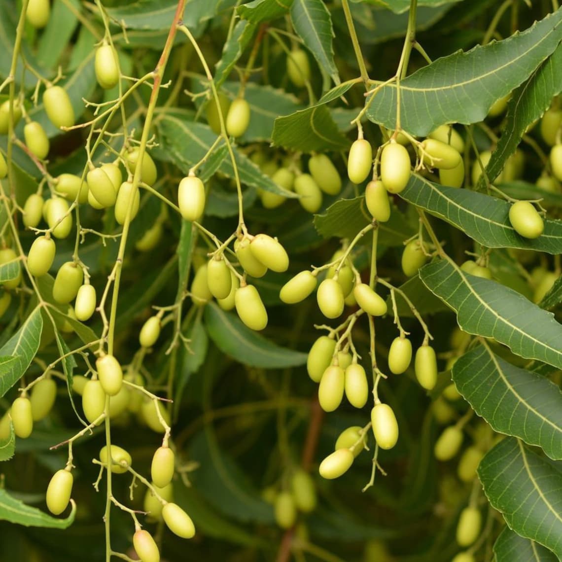 Neem tree Margosa tree seeds Azadirachta fast growing tree Etsy