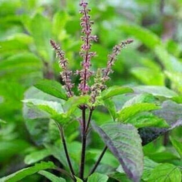 Holy Basil , Krishna Tulsi , Purple-leaved Thulsi , Ocimum tenuiflorum , Krisna Tulasi Seeds