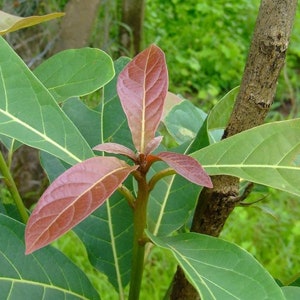 Terminalia Bellirica , Bedda Nut , Belliric Myrobalan image 5