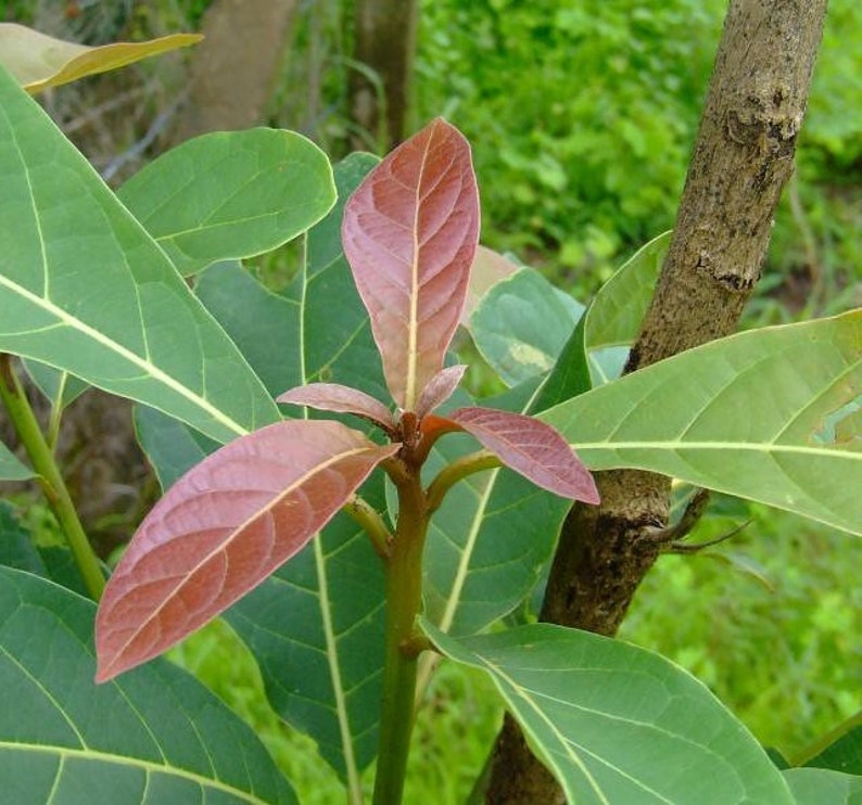 Terminalia Bellirica , Bedda Nut , Belliric Myrobalan image 5