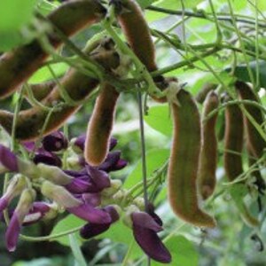 Mucuna Pruriens , Velvet Bean , Cowitch Raw Black , Florida velvet Bean , Lacuna Bean image 3