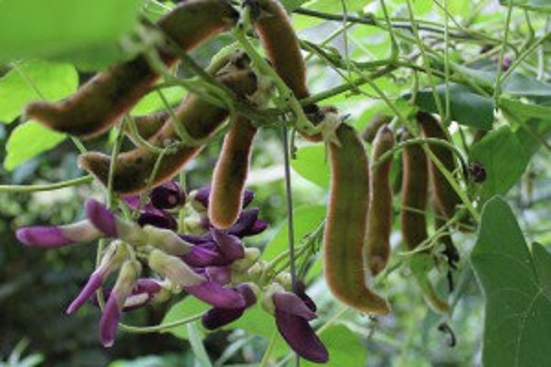 Mucuna Pruriens , Velvet Bean , Cowitch Raw Black , Florida velvet Bean , Lacuna Bean image 3