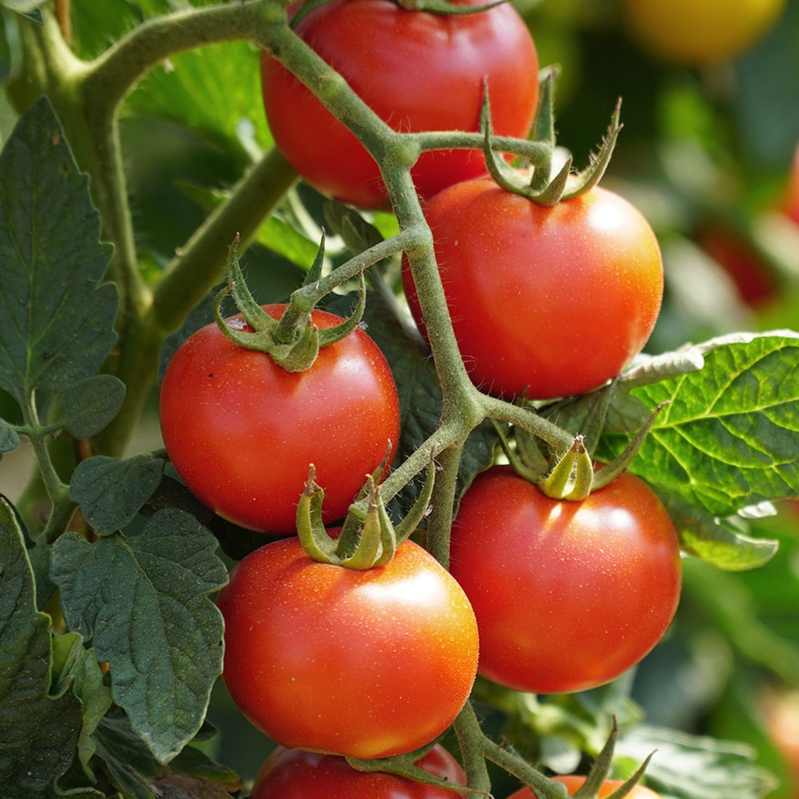 Indian Tomato Seeds High Yield Tomato Pusa Ruby Seeds for Etsy Canada