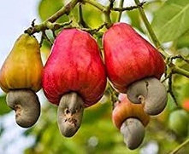 Garden Plant 5 PCS Cashew Tree Seeds Anacardium Occidentale Rare Tropical Plant Tree fruit Seeds 8