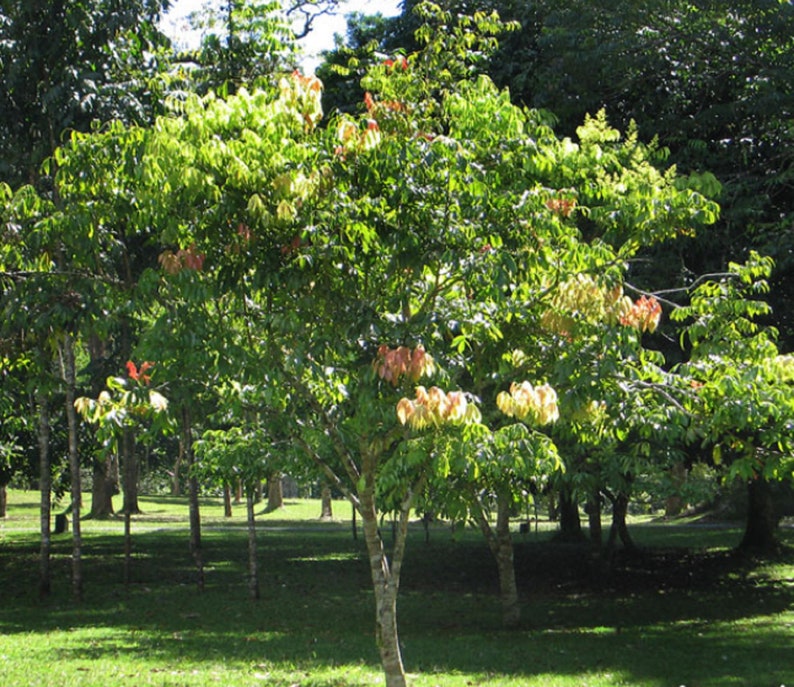 Sapindus Mukorossi Seeds Soap Nut Tree Seed Soap Berry Etsy