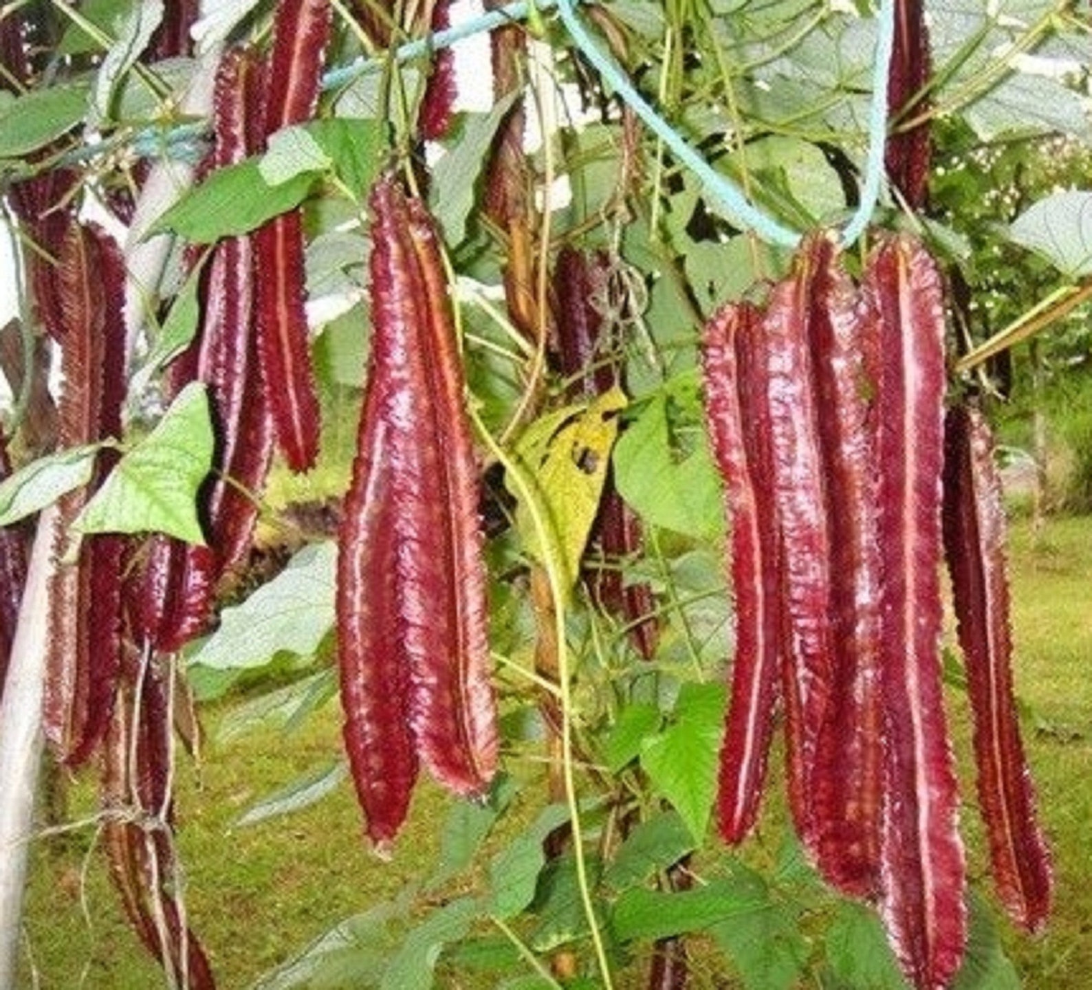 Крылатая Фасоль Семена Купить