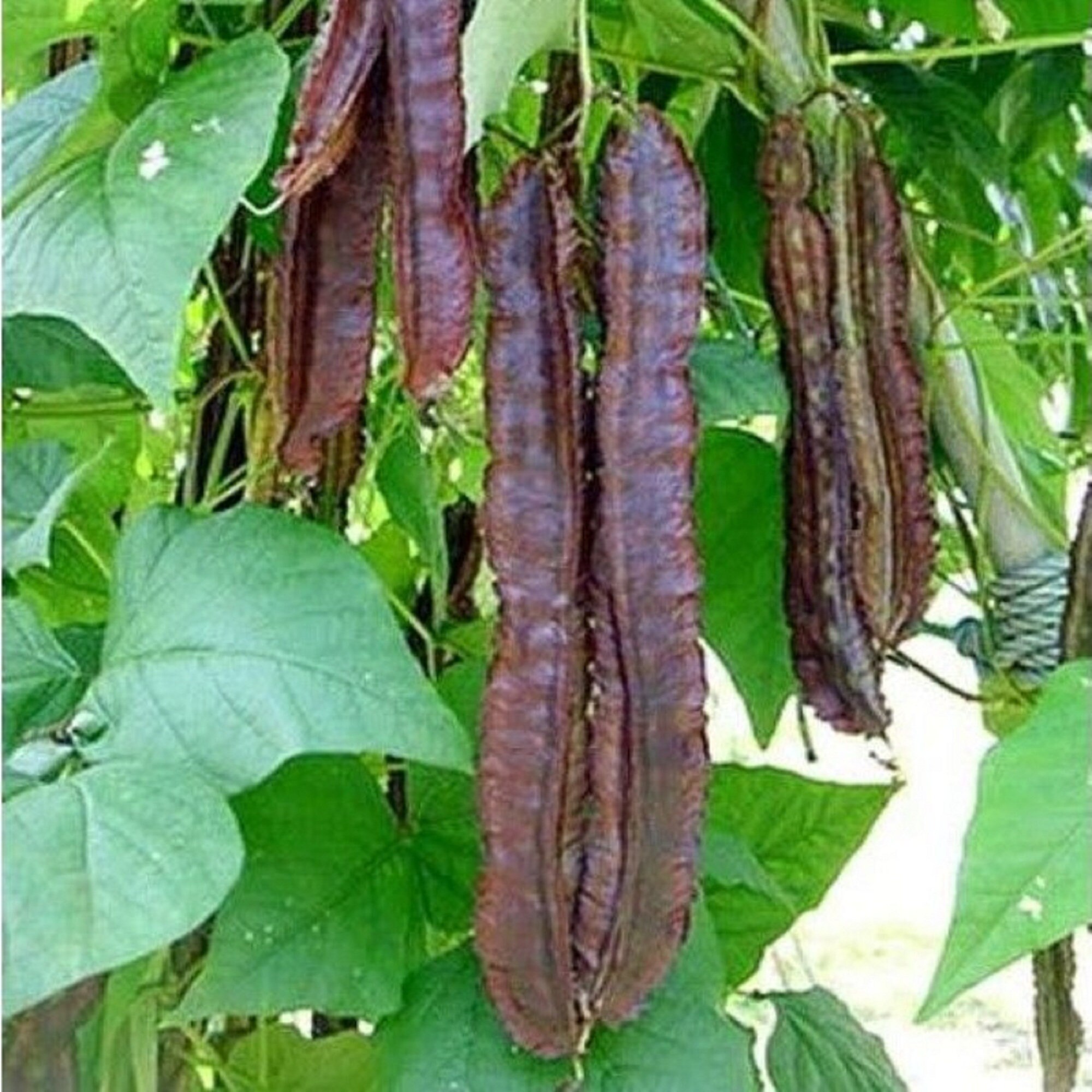 PRINCESS BEAN 20 SEEDS WINGED BEAN MY ORGANIC GARDEN,GOA BEAN PRINCESS BEAN 20 SEEDS WINGED BEAN MY ORGANIC GARDEN,GOA BEAN