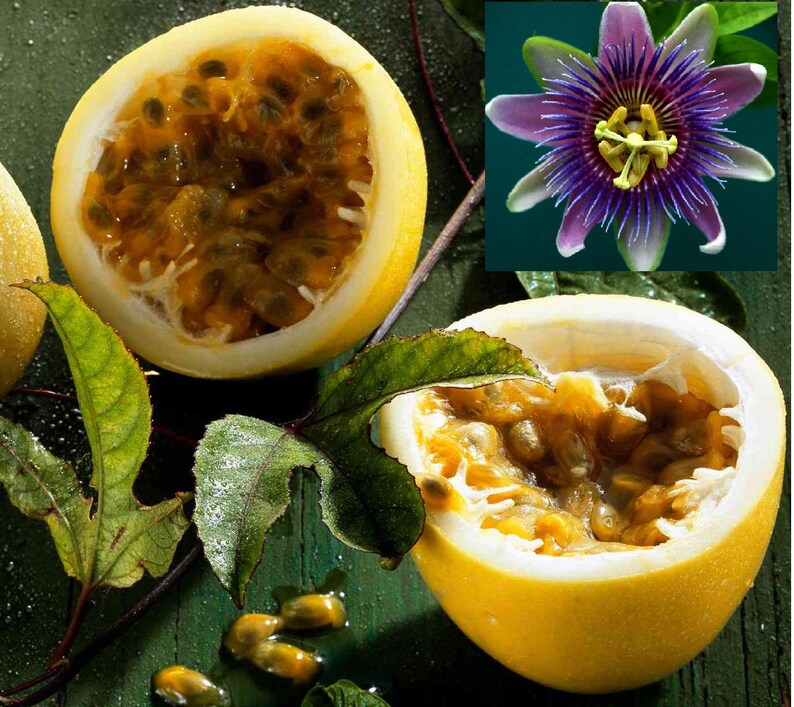 Yellow Passion Fruit Vine seedsPassiflora Edulis Etsy