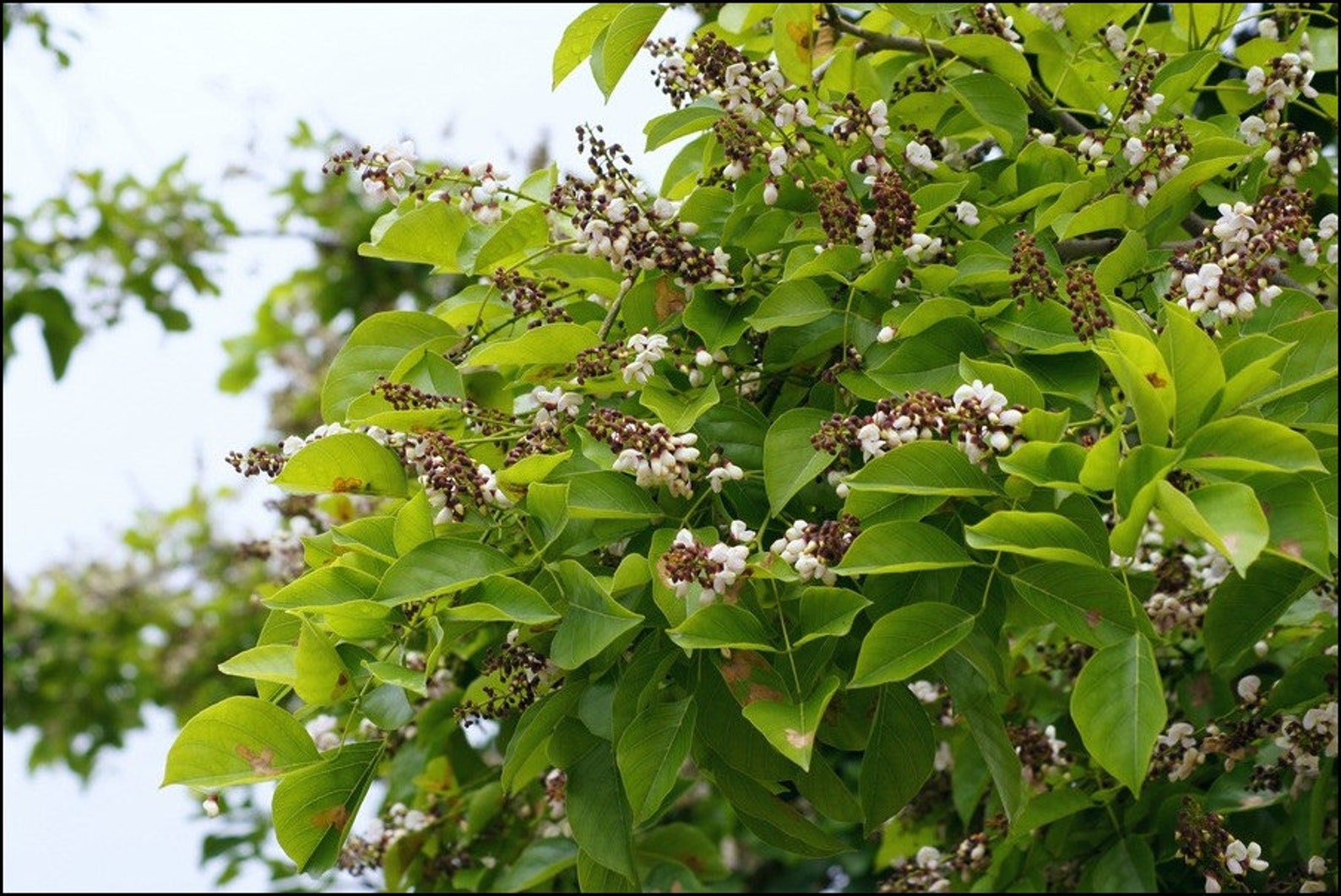 Pongamia Pinnata Tree Seed Millettia Pinnata Seed Pongamia Etsy Australia
