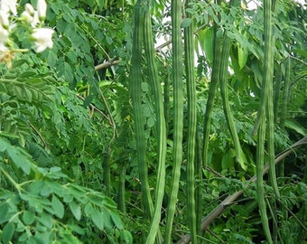 Semillas de Moringa Oleifera, Moringa enana de alto rendimiento PKM-1, Semillas de plantas de baqueta, Semillas de plantas híbridas de Moringa