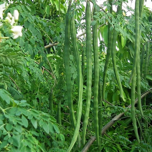 Moringa Oleifera Seeds , Dwarf High Yield Moringa PKM-1 , Drumstick Plant Seeds , Hybrid Moringa Plant Seed