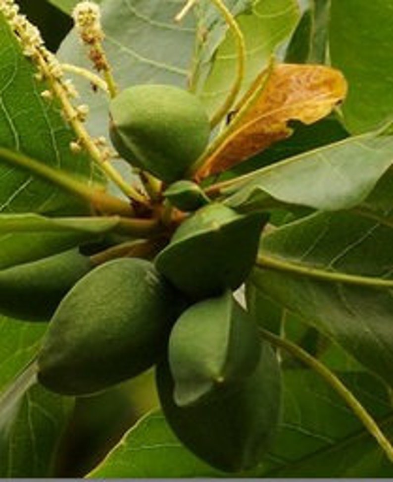 Terminalia Catappa Seed Indian Almond Nut Seed Tropical - Etsy