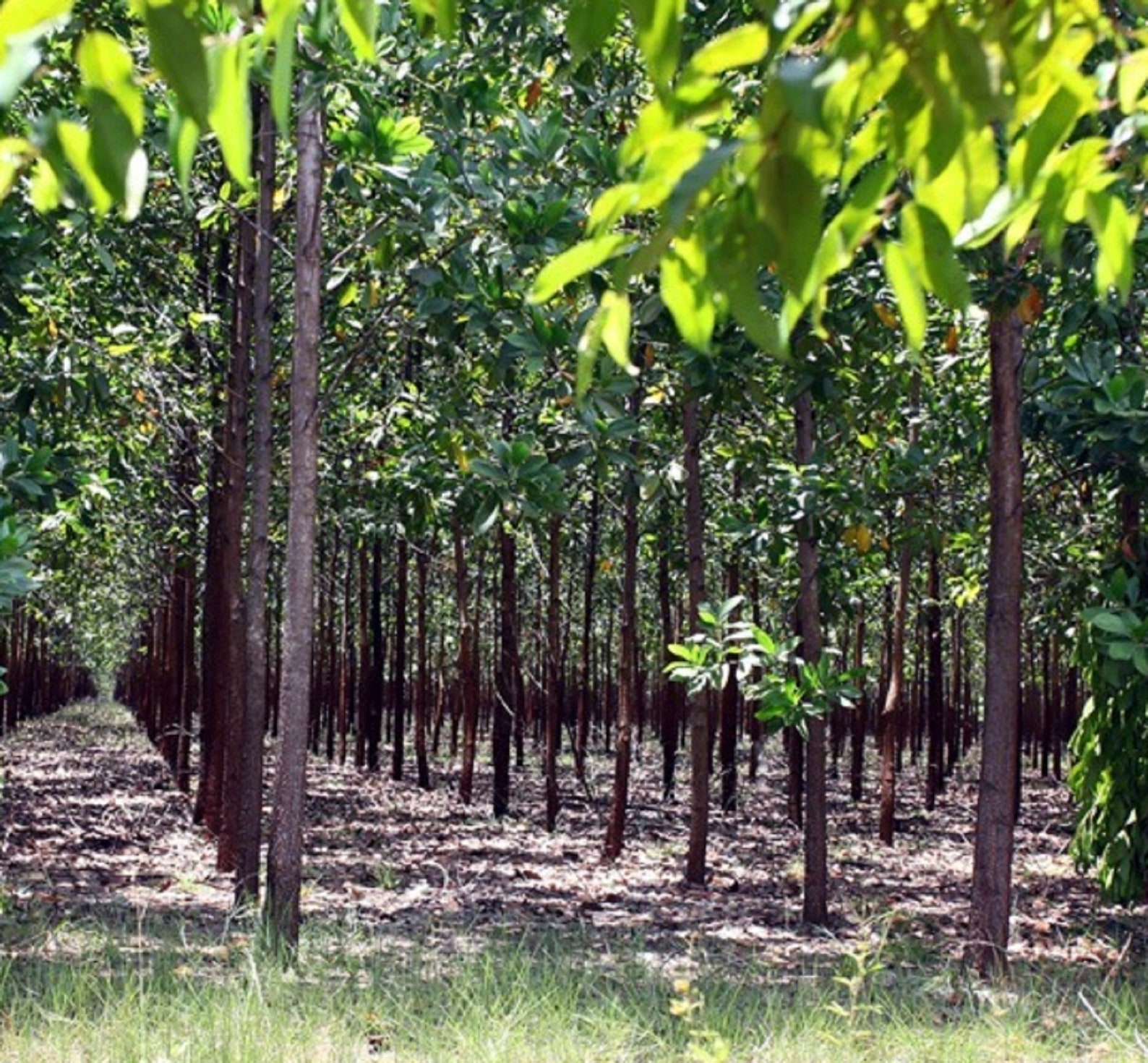 Acacia Mangium Tree Seeds Black Wattle White Teak Seed Etsy UK