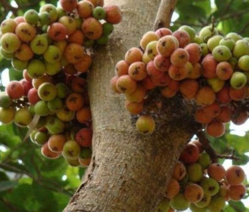 Indian Fig Tree Ficus Racemosa Tree Seeds Cluster Fig Tree Etsy UK