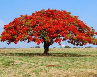 Poinciana reale, albero di Gulmohar, Delonix Regia Flame, seme dell'albero della sede fiammeggiante
