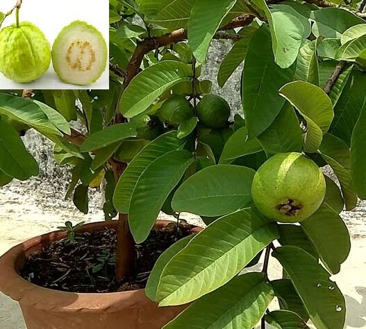 Indian Guava Plant Tree Seeds Psidium Guajava Tropical Etsy