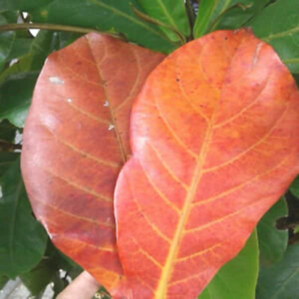 Indian Almond Leaves , Catappa Leaves ,  Aquarium Fish Betta , Tropical Almond Leaves , Hermit Crab Food -   Quantity - 5 Leaves