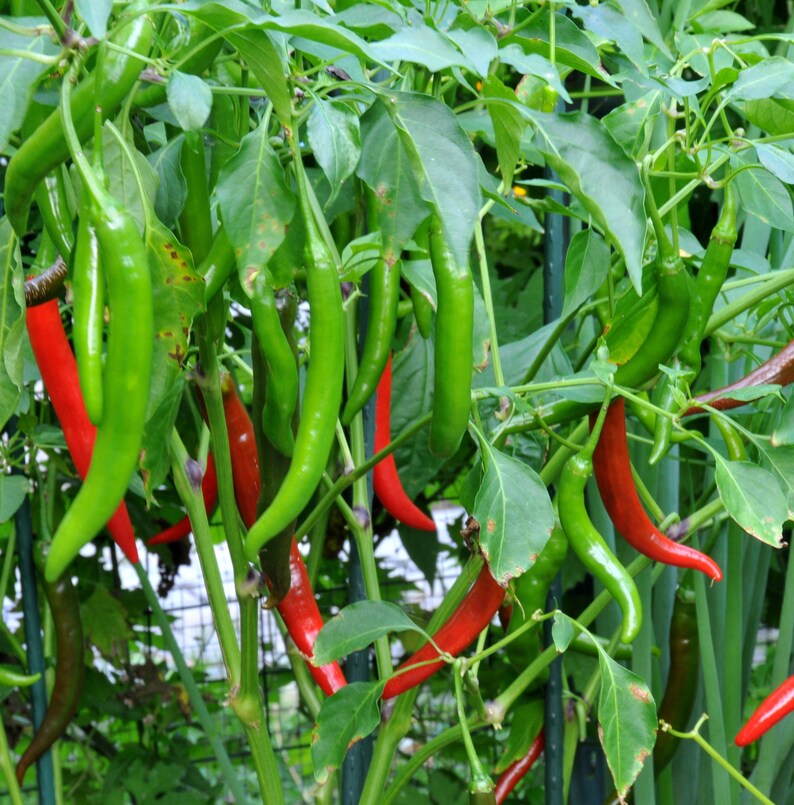 Liveseeds Hot Pepper Cayenne Chilli 10 seeds