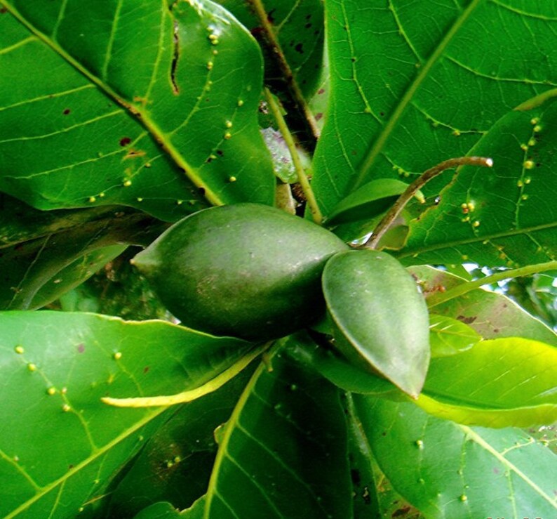 Indian Almond Nut Seed Terminalia Catappa Seed Tropical | Etsy