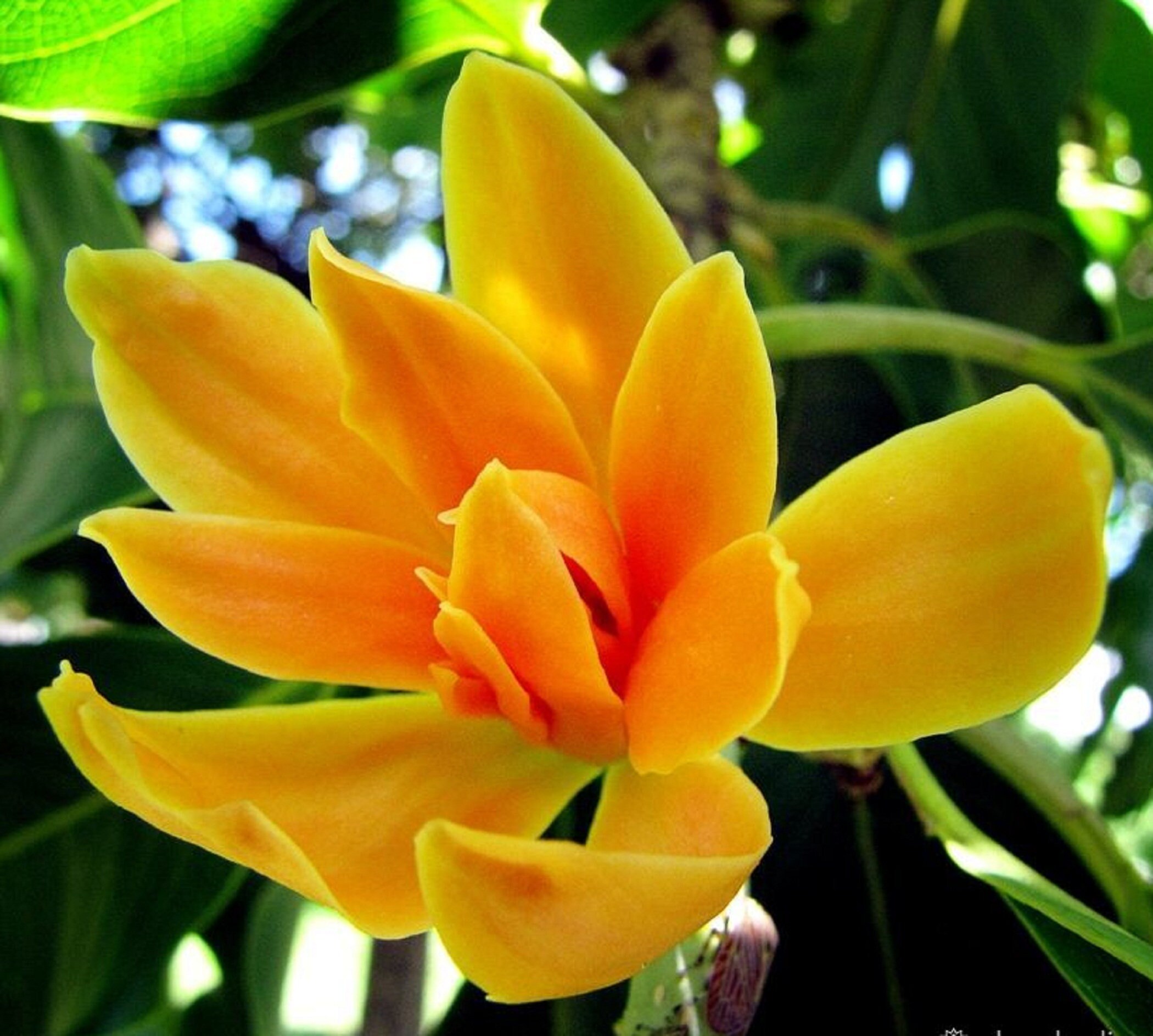 Acheter Real Michelia Champaca Tree Seeds Grow jaune Magnolia grandiflora Acheter Real Michelia Champaca Tree Seeds Grow jaune Magnolia grandiflora